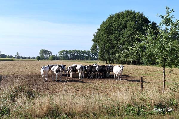 24 augustus &bull; Maldegem